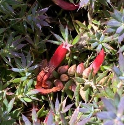 Astroloma humifusum (Cranberry Heath) at QPRC LGA - 8 Feb 2022 by Steve_Bok