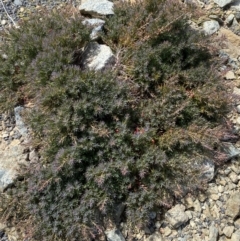 Astroloma humifusum at Yarrow, NSW - 8 Feb 2022