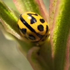 Peltoschema oceanica (Oceanica leaf beetle) at Googong Foreshore - 8 Feb 2022 by Steve_Bok