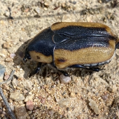 Chondropyga dorsalis (Cowboy beetle) at Yarrow, NSW - 8 Feb 2022 by SteveBorkowskis