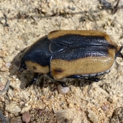 Chondropyga dorsalis at Yarrow, NSW - 8 Feb 2022 12:52 PM