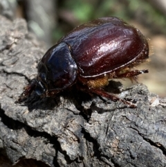 Dasygnathus trituberculatus (Rhinoceros beetle) at Googong Foreshore - 8 Feb 2022 by Steve_Bok