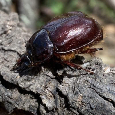 Dasygnathus sp. (Rhinoceros beetle) at Yarrow, NSW - 8 Feb 2022 by Steve_Bok