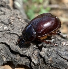 Dasygnathus sp. (genus) at Yarrow, NSW - 8 Feb 2022