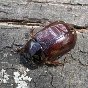 Dasygnathus sp. (genus) at Yarrow, NSW - 8 Feb 2022