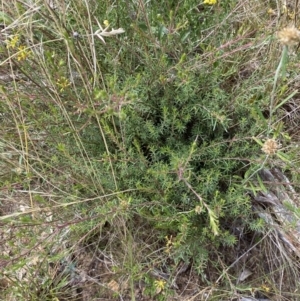 Pimelea curviflora at Yarrow, NSW - 8 Feb 2022