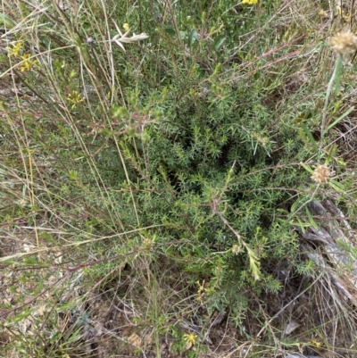 Pimelea curviflora (Curved Rice-flower) at Googong Foreshore - 8 Feb 2022 by Steve_Bok