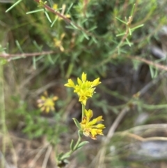 Pimelea curviflora at Yarrow, NSW - 8 Feb 2022