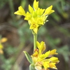 Pimelea curviflora at Yarrow, NSW - 8 Feb 2022