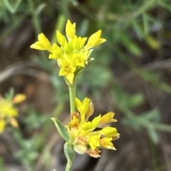 Pimelea curviflora at Yarrow, NSW - 8 Feb 2022