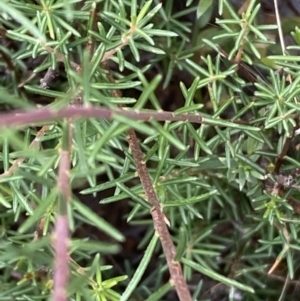 Pimelea curviflora at Yarrow, NSW - 8 Feb 2022