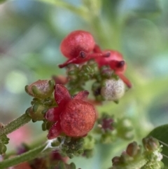 Einadia hastata (Berry Saltbush) at Yarrow, NSW - 8 Feb 2022 by SteveBorkowskis