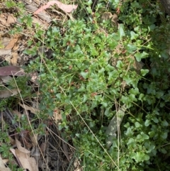 Einadia hastata at Yarrow, NSW - 8 Feb 2022