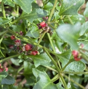 Einadia hastata at Yarrow, NSW - 8 Feb 2022