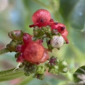 Einadia hastata at Yarrow, NSW - 8 Feb 2022 12:00 PM