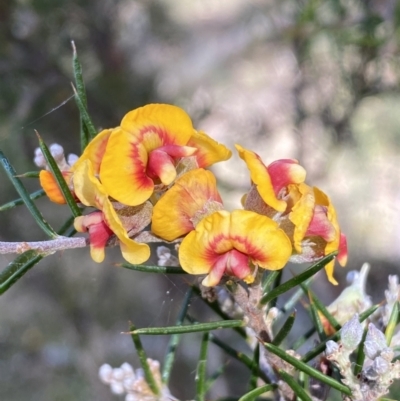 Dillwynia sieberi (Sieber's Parrot Pea) at Yarrow, NSW - 8 Feb 2022 by SteveBorkowskis