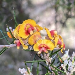 Dillwynia sieberi at Yarrow, NSW - 8 Feb 2022