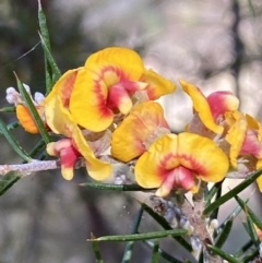 Dillwynia sieberi at Yarrow, NSW - 8 Feb 2022