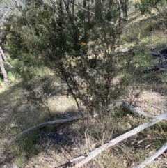 Dillwynia sieberi at Yarrow, NSW - 8 Feb 2022