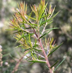 Dillwynia sieberi at Yarrow, NSW - 8 Feb 2022 11:13 AM