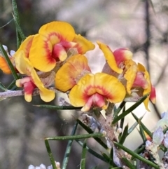 Dillwynia sieberi at Yarrow, NSW - 8 Feb 2022 11:13 AM