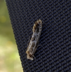 Moerarchis inconcisella (A tineid moth) at QPRC LGA - 8 Feb 2022 by Steve_Bok