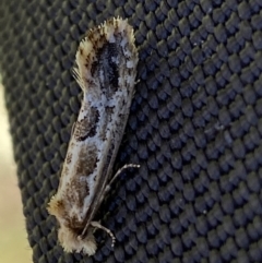 Moerarchis inconcisella at Yarrow, NSW - 8 Feb 2022