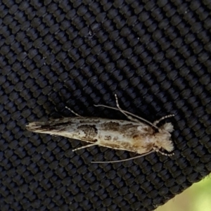 Moerarchis inconcisella at Yarrow, NSW - 8 Feb 2022