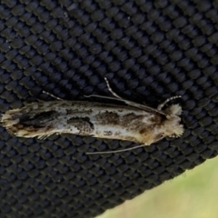 Moerarchis inconcisella at Yarrow, NSW - 8 Feb 2022