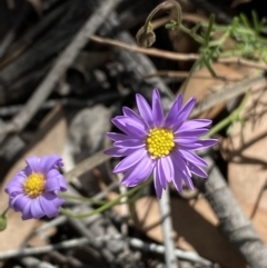 Brachyscome rigidula (Hairy Cut-leaf Daisy) at Yarrow, NSW - 8 Feb 2022 by SteveBorkowskis