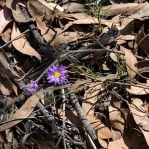 Brachyscome rigidula at Yarrow, NSW - 8 Feb 2022 10:46 AM