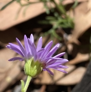 Brachyscome rigidula at Yarrow, NSW - 8 Feb 2022