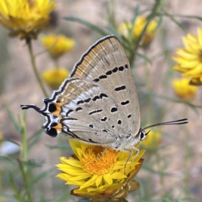 Jalmenus ictinus (Stencilled Hairstreak) at Yarrow, NSW - 8 Feb 2022 by SteveBorkowskis