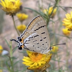 Jalmenus ictinus at Yarrow, NSW - 8 Feb 2022