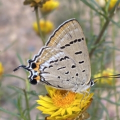 Jalmenus ictinus at Yarrow, NSW - 8 Feb 2022