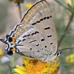 Jalmenus ictinus at Yarrow, NSW - 8 Feb 2022