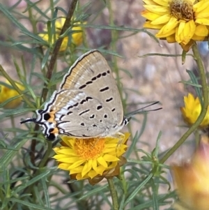 Jalmenus ictinus at Yarrow, NSW - 8 Feb 2022