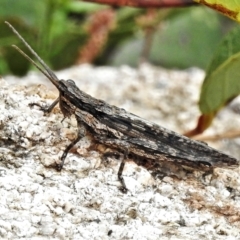 Coryphistes ruricola (Bark-mimicking Grasshopper) at Namadgi National Park - 7 Feb 2022 by JohnBundock