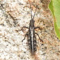 Coryphistes ruricola at Tennent, ACT - 7 Feb 2022