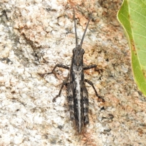 Coryphistes ruricola at Tennent, ACT - 7 Feb 2022 12:45 PM