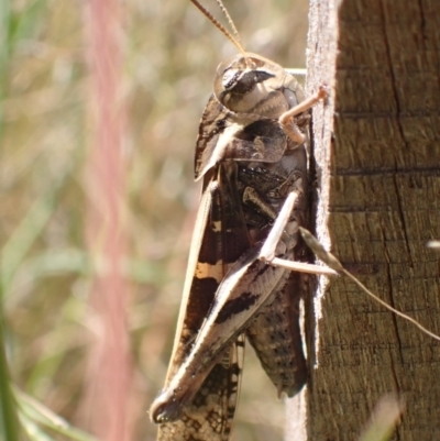 Gastrimargus musicus (Yellow-winged Locust or Grasshopper) at Murrumbateman, NSW - 8 Feb 2022 by SimoneC