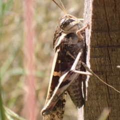 Gastrimargus musicus (Yellow-winged Locust or Grasshopper) at Murrumbateman, NSW - 8 Feb 2022 by SimoneC