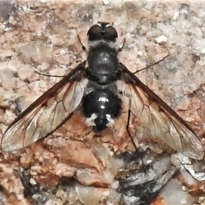 Thraxan sp. (genus) (A bee fly) at Tennent, ACT - 7 Feb 2022 by JohnBundock