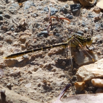 Austrogomphus guerini (Yellow-striped Hunter) at Yarrow, NSW - 7 Feb 2022 by SteveBorkowskis