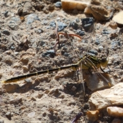 Austrogomphus guerini at Googong Foreshore - 8 Feb 2022