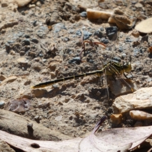 Austrogomphus guerini at Googong Foreshore - 8 Feb 2022