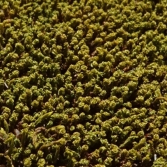 Unidentified Moss / Liverwort / Hornwort at Molonglo Valley, ACT - 19 Sep 2020 by JanetRussell