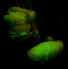 Omphalotus nidiformis (Ghost Fungus) at Penrose, NSW - 7 Feb 2022 by Aussiegall