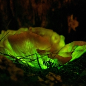 Omphalotus nidiformis at Penrose, NSW - suppressed