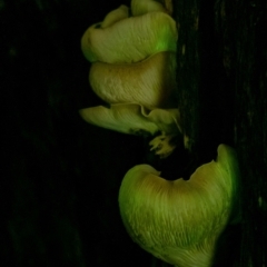 Omphalotus nidiformis at Penrose, NSW - 7 Feb 2022